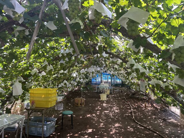 �Y��ȃ}�X�J�b�g���������񂠂�܂����I_���c�_��