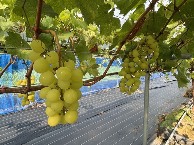 �Ԃǂ�_�A�O���[���p�[�N �F�s�{�Ԃǂ��̓m