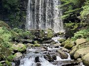 Ђ낿񂳂̌̕E̓eʐ^1