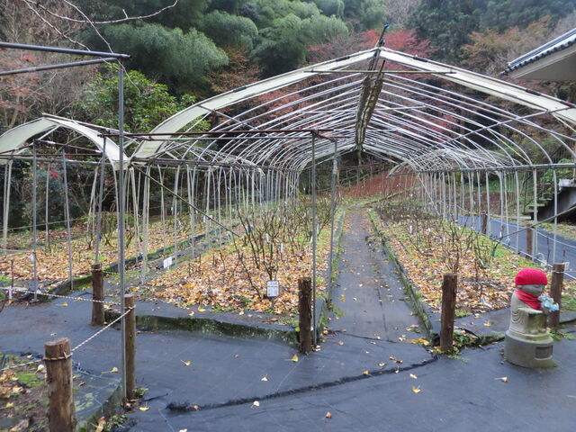 �Ԃ���񂳂�̗������^�ڂ���̓��e�ʐ^1