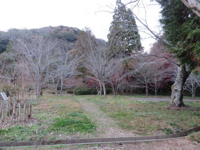 �Ԃ���񂳂�̖،ˌ����^������̓��e�ʐ^1