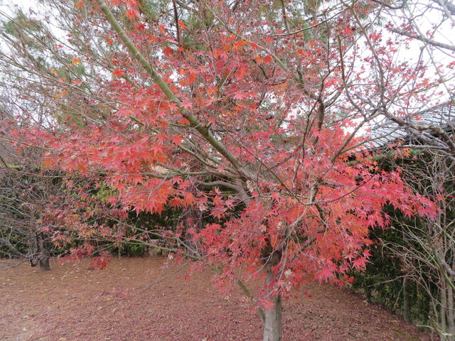 �Ԃ���񂳂�̗������^���݂��E�����傤�̓��e�ʐ^2