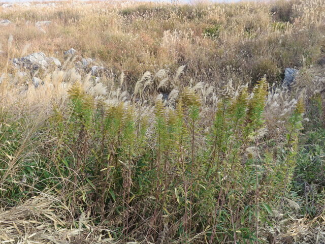 �Ԃ���񂳂�̏H�g��̎R�쑐�̓��e�ʐ^2