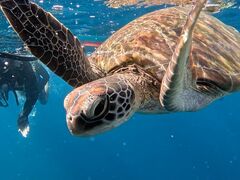 ܂܂ȂSHISHIΊ_ւ̓eʐ^1