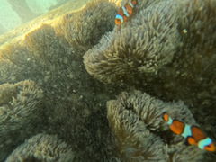 yRSHISHIΊ_ւ̓eʐ^1