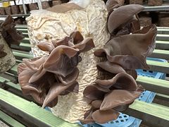 񂳂̂܂ӂO[nEXւ̓eʐ^2