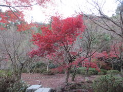 Ԃ񂳂̖،ˌ^݂ւ̓eʐ^1