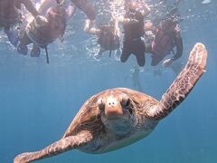 ɂSHISHIΊ_ւ̓eʐ^1