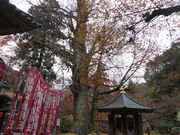 �Ԃ���񂳂�̗������̃C�`���E�̓��e�ʐ^2