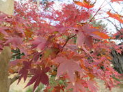 �Ԃ���񂳂�̊o�����^���݂��̓��e�ʐ^1