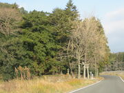 �Ԃ���񂳂�̎O���_�ЎБp�y�J���m�L�z�̓��e�ʐ^1