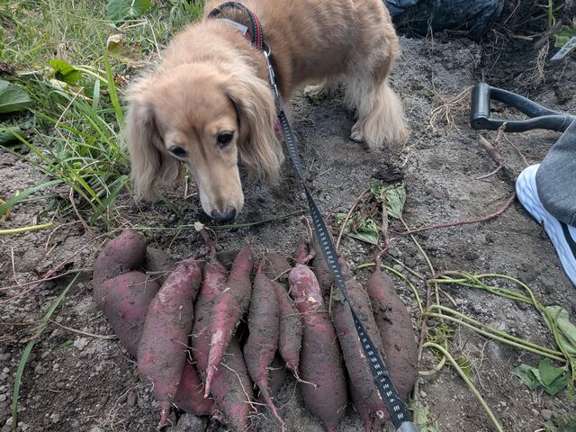 @Ă̂Hׂ悤ƂĂ܂_߂_