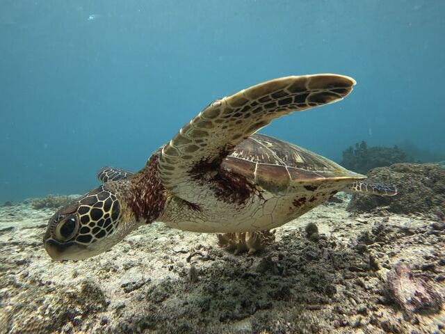 �E�~�K�������ł�_�C�P�����p���_�C�X �{�Ó�