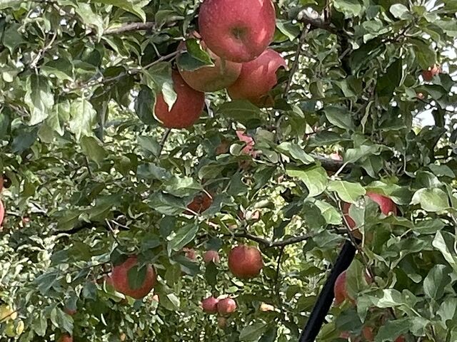 ��D���ȗь炿���I_�����_��