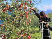 Ƃ񂳂̃ux[t@[( Oh_)̓eʐ^2