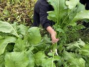 V̂񂳂񎩑R_̓eʐ^2