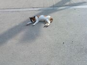 sokudumo̍]i{錧쒬j̓eʐ^2