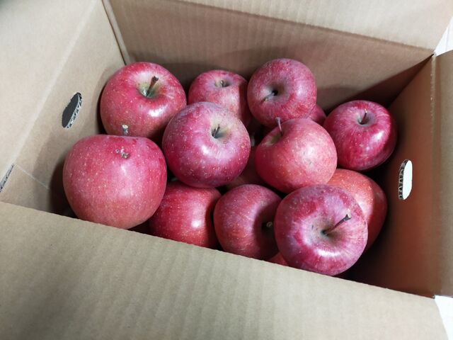 �����1200�~_�`�F���[�K�[�f���쑐��