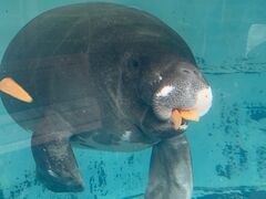 �M��o�i�i���j���̎ʐ^1