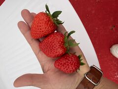 ���񂢂������Lien Ferme(�������_��)�ւ̓��e�ʐ^1