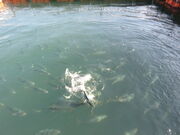 �Ă�������̑̌��w�K�ك}�[�����b�R�̓��e�ʐ^1