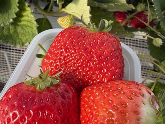 �C�r�c�Ȍ`�ł��Â��̓s�J�C�`�I_���т�������