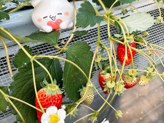 �������T�C�Y����������Â��I_���т�������