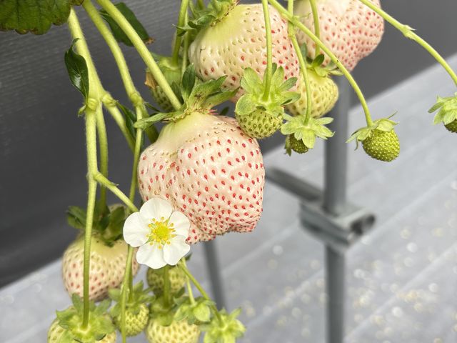 �W�Ⴂ����_Refarm YOSHIMI 370