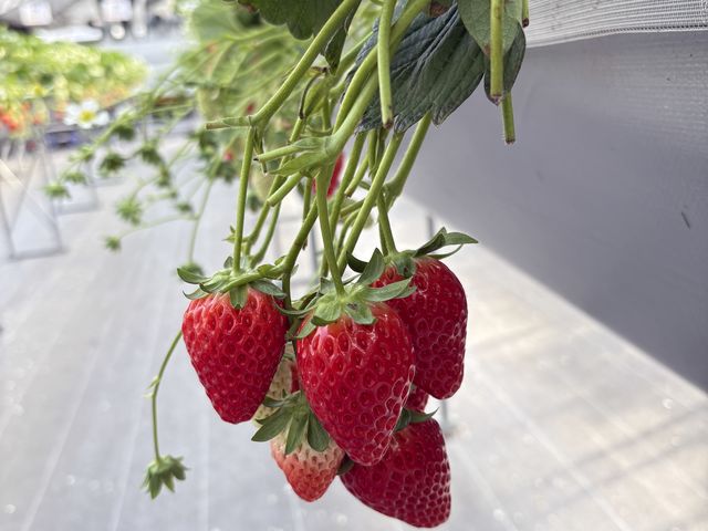 �P�͂�����_Refarm YOSHIMI 370