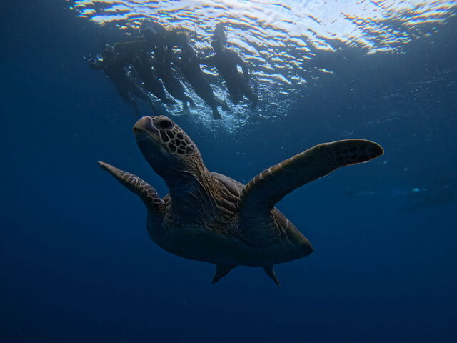 �J���Ɖj���܂����I_Tomorl