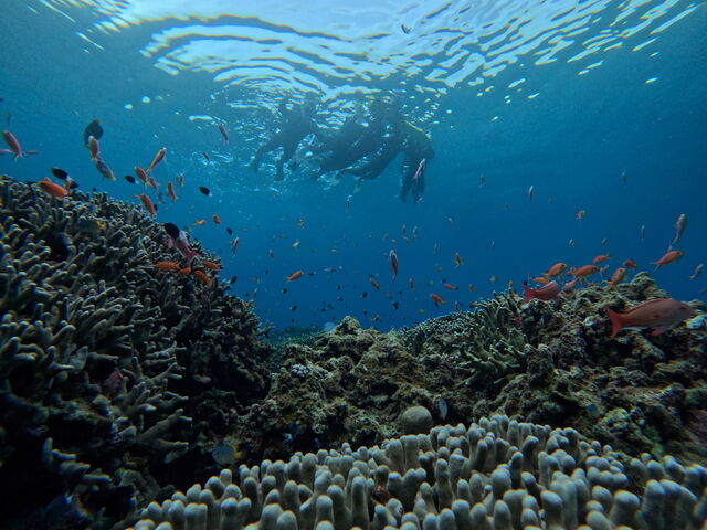 �������ɂ���܂���_Tomorl