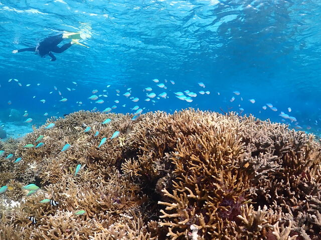 �������̌Q��_MONKEY NAVY