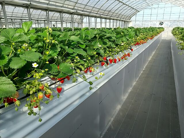 ���̂��܂�D���łȂ��A�͕P�͂���܂���A�͕P�͎��n�������̂œE�ݎ��ł͑����̂ł����B_�|�|�̂�������