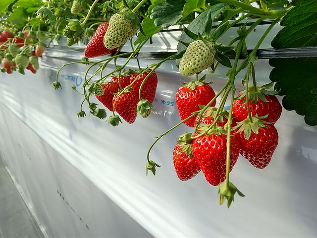 �����Ƒ嗱����R����܂��B_�|�|�̂�������