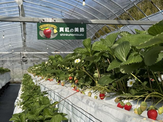 �i���_�����C�`�S��