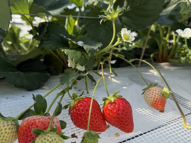 �^���Ԃ�䕂��Â���_�����C�`�S��