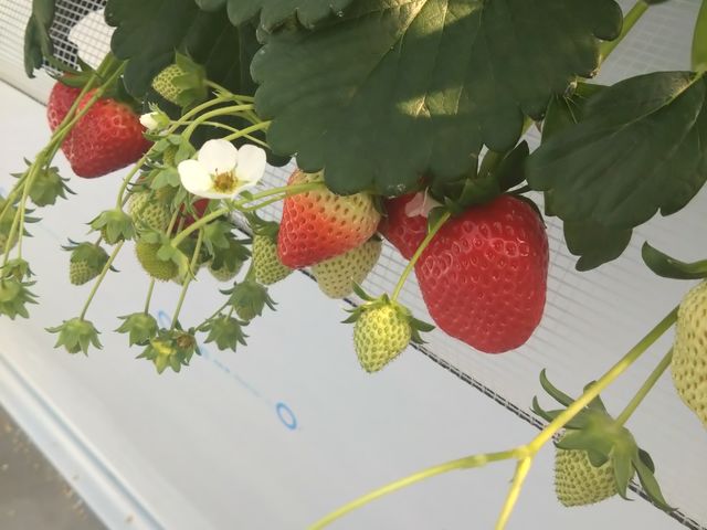 ������_�}�߂�������