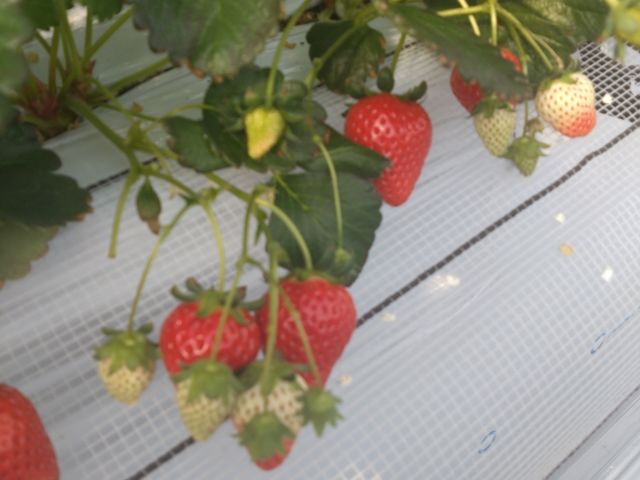 ������_�}�߂�������