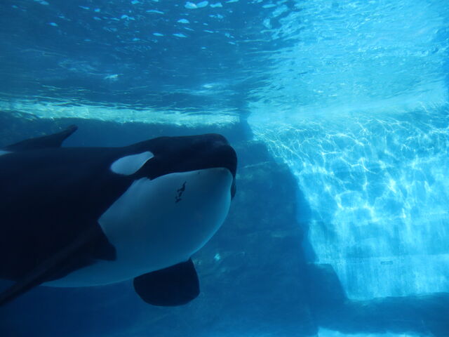 �Ō�Ɂu����ɂ��́`�v_���É��`������