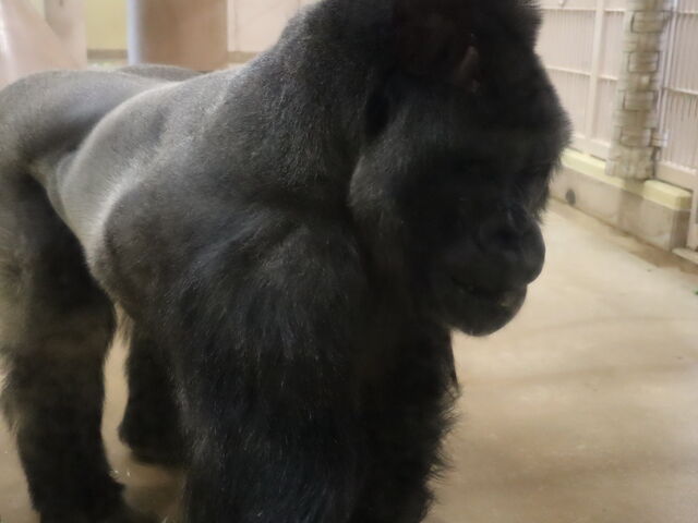 ����Ɂu�M�����v_���R���A����