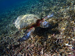 noa �{�Ó��̎ʐ^1