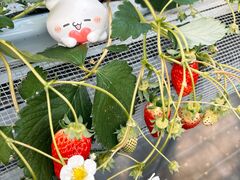 ���т��������̎ʐ^2