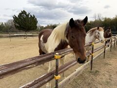 �n�b�s�[�z�[�X�t�@�[���̎ʐ^2