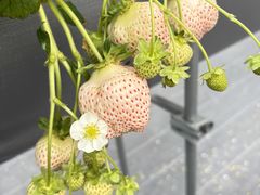 Refarm YOSHIMI 370�̎ʐ^1