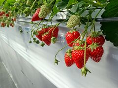 �|�|�̂��������̎ʐ^4