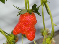 ���ό����������̎ʐ^1