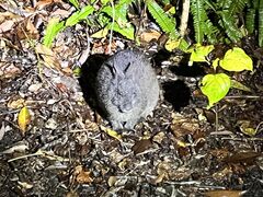 �����i�C�g�c�A�[�T�[�r�X�̎ʐ^1