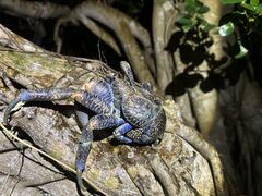 �n�Z�P�������MONKEY NAVY�ւ̓��e�ʐ^1