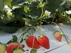 �����C�`�S���̎ʐ^2