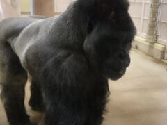 yosshy����̓��R���A�����ւ̓��e�ʐ^1